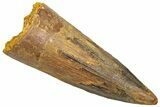 Fossil Spinosaurus Tooth - Real Dinosaur Tooth #361283-1